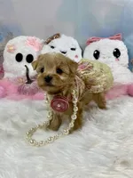 Teeny Tiny Martini, a female Yorkshire Terrier for sale in Stantonville, TN – 3 of 10