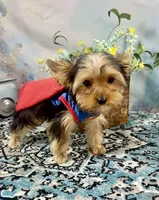 McGuire , a male Yorkshire Terrier for sale in Stantonville, TN – 3 of 10