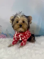 Maverick , a male Yorkshire Terrier for sale in Stantonville, TN – 4 of 10