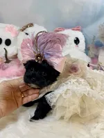 Lil’ Lulu, a female Yorkshire Terrier for sale in Stantonville, TN – 10 of 10
