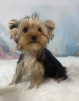 Maverick , a male Yorkshire Terrier for sale in Stantonville, TN – 3 of 10