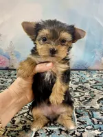 Tiny Teacup Ruger, a male Yorkshire Terrier for sale in Stantonville, TN – 2 of 10