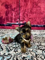 Micro Baby Bubbles, a female Yorkshire Terrier for sale in Stantonville, TN – Photo 9 of 10