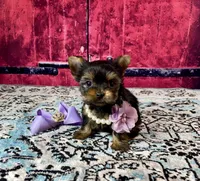 Micro Baby Bubbles, a female Yorkshire Terrier for sale in Stantonville, TN – Photo 8 of 10