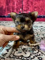 Micro Baby Bubbles, a female Yorkshire Terrier for sale in Stantonville, TN – Photo 4 of 10