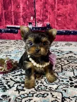 Micro Baby Bubbles, a female Yorkshire Terrier for sale in Stantonville, TN – Photo 5 of 10