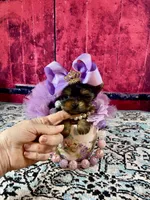 Micro Baby Bubbles, a female Yorkshire Terrier for sale in Stantonville, TN – Photo 10 of 10