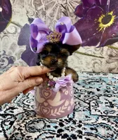 Micro Baby Bubbles, a female Yorkshire Terrier for sale in Stantonville, TN – Photo 1 of 10
