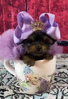 Micro Baby Bubbles, a female Yorkshire Terrier for sale in Stantonville, TN – Photo 2 of 10