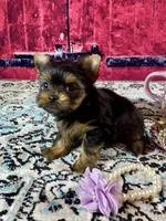 Micro Baby Bubbles, a female Yorkshire Terrier for sale in Stantonville, TN – Photo 6 of 10
