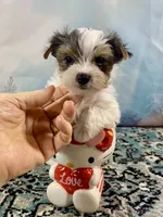Teacup “Whisper” Merle Parti Yorkie , a male Yorkshire Terrier for sale in Stantonville, TN – 7 of 10