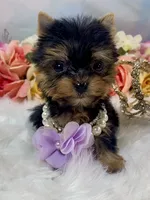 Micro Matilda Jane Teeny Tiny Yorkie , a female Yorkshire Terrier for sale in Stantonville, TN – 7 of 10