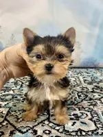 Tiny Teacup Ruger, a male Yorkshire Terrier for sale in Stantonville, TN – 10 of 10