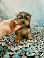 Maverick , a male Yorkshire Terrier for sale in Stantonville, TN – 7 of 10