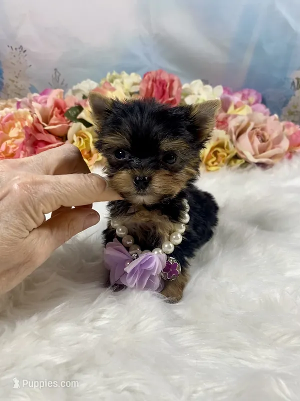 Micro Matilda Jane Teeny Tiny Yorkie  – Yorkshire Terrier puppy for sale in Stantonville, TN