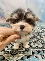 Lux, a male Yorkshire Terrier for sale in Stantonville, TN – 4 of 9