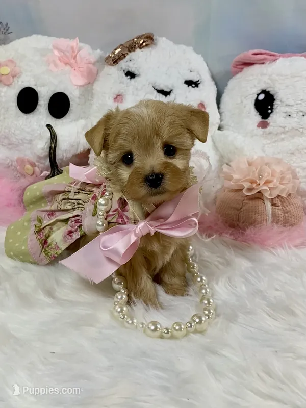 Teeny Tiny Martini – Yorkshire Terrier puppy for sale in Stantonville, TN