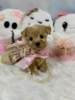 Teeny Tiny Martini, a female Yorkshire Terrier for sale in Stantonville, TN – 1 of 10