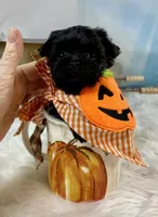 Micro Lil’ Louie V, a male Yorkshire Terrier for sale in Stantonville, TN – 5 of 10