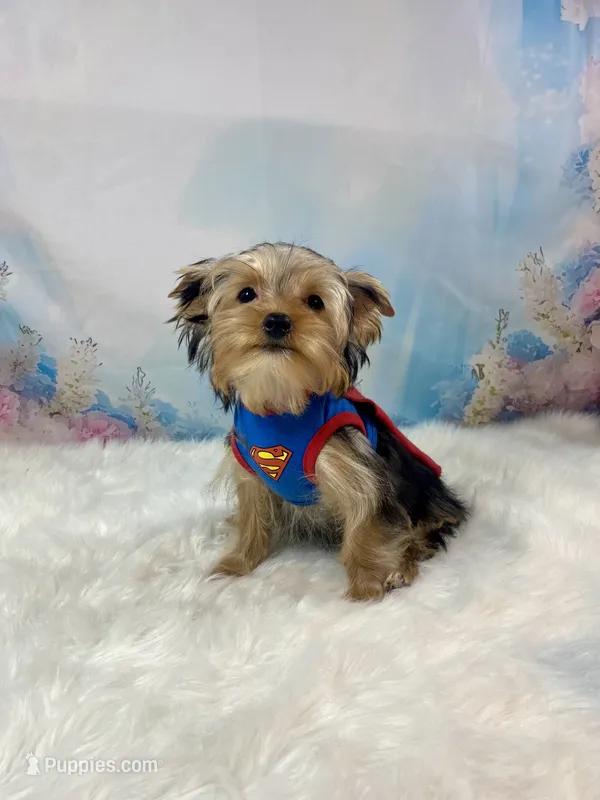McGuire  – Yorkshire Terrier puppy for sale in Stantonville, TN