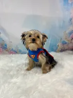 McGuire , a male Yorkshire Terrier for sale in Stantonville, TN – 2 of 9