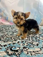 Mackey, a male Yorkshire Terrier for sale in Stantonville, TN – 5 of 7