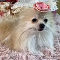 Micro Pocketbook Foxy 3lbs, a female Pomeranian for sale in Stantonville, TN – Photo 5 of 6