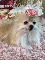 processed/46d4e5fc-bece-406d-a77f-fba0554c4dea/listing/f3623353-f7be-4bfb-a0cb-d9f34c353943/83d498cd-7235-4770-ae17-8bfbbae40a4c