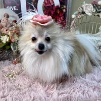 Micro Pocketbook Foxy 3lbs, a female Pomeranian for sale in Stantonville, TN – Photo 2 of 6