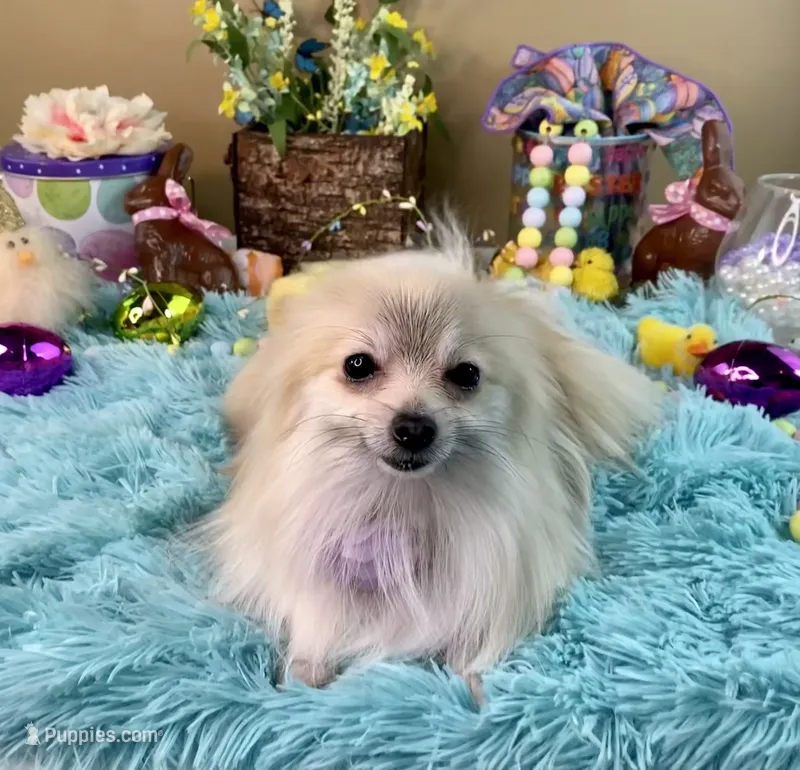 Micro Pocketbook Foxy 3lbs