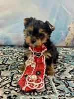 Teacup Lil’ Cosmo, a male Yorkshire Terrier for sale in Stantonville, TN – 4 of 10