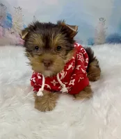 “CHIP” Chocolate, a male Yorkshire Terrier for sale in Stantonville, TN – 7 of 10