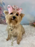 Whinnie, a female Yorkshire Terrier for sale in Stantonville, TN – 2 of 10