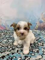 Cherub Extreme White Parti ee-clearcoat, a male Yorkshire Terrier for sale in Stantonville, TN – 6 of 10