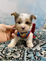 Cherub Extreme White Parti ee-clearcoat, a male Yorkshire Terrier for sale in Stantonville, TN – 4 of 10