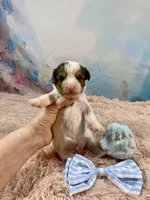 Cherub Extreme White Parti ee-clearcoat, a male Yorkshire Terrier for sale in Stantonville, TN – Photo 8 of 10