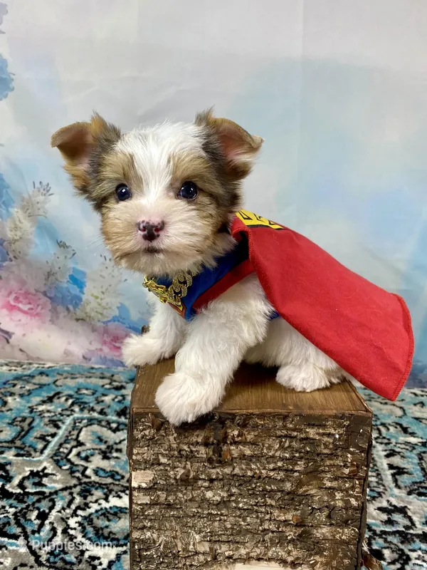 Cherub Extreme White Parti ee-clearcoat – Yorkshire Terrier puppy for sale in Stantonville, TN
