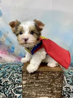 Cherub Extreme White Parti ee-clearcoat, a male Yorkshire Terrier for sale in Stantonville, TN – 1 of 10