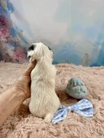 Cherub Extreme White Parti ee-clearcoat, a male Yorkshire Terrier for sale in Stantonville, TN – Photo 6 of 10