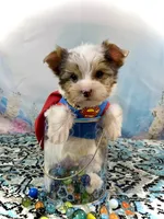 Cherub Extreme White Parti ee-clearcoat, a male Yorkshire Terrier for sale in Stantonville, TN – 8 of 10