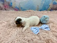 Cherub Extreme White Parti ee-clearcoat, a male Yorkshire Terrier for sale in Stantonville, TN – Photo 9 of 10