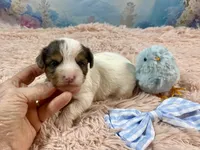 Cherub Extreme White Parti ee-clearcoat, a male Yorkshire Terrier for sale in Stantonville, TN – Photo 3 of 10