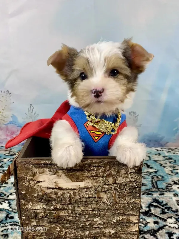 Extreme White Chocolate Parti ee-clearcoat – Yorkshire Terrier puppy for sale in Stantonville, TN