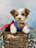 Cherub Extreme White Parti ee-clearcoat, a male Yorkshire Terrier for sale in Stantonville, TN – 7 of 10