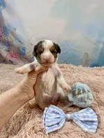 Cherub Extreme White Parti ee-clearcoat, a male Yorkshire Terrier for sale in Stantonville, TN – Photo 7 of 10