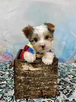 Cherub Extreme White Parti ee-clearcoat, a male Yorkshire Terrier for sale in Stantonville, TN – 5 of 10