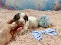 Cherub Extreme White Parti ee-clearcoat, a male Yorkshire Terrier for sale in Stantonville, TN – Photo 2 of 10