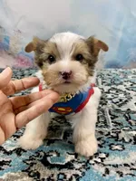 Cherub Extreme White Parti ee-clearcoat, a male Yorkshire Terrier for sale in Stantonville, TN – 3 of 10