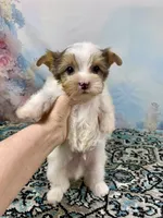 Cherub Extreme White Parti ee-clearcoat, a male Yorkshire Terrier for sale in Stantonville, TN – 9 of 10