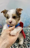 Cherub Extreme White Parti ee-clearcoat, a male Yorkshire Terrier for sale in Stantonville, TN – 2 of 10